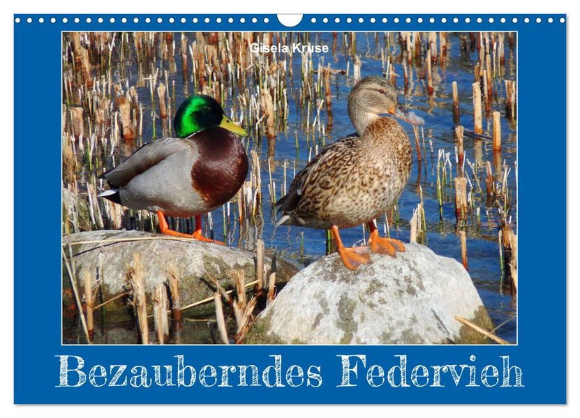 Bezauberndes Federvieh (Wandkalender 2027 DIN A3 quer) CALVENDO Monatskalender