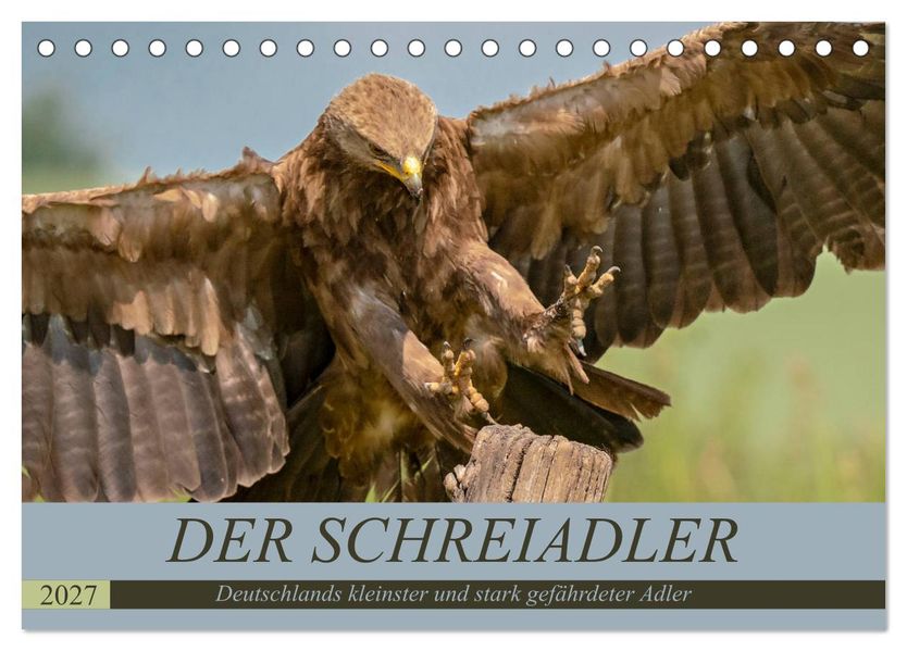 Der Schreiadler (Clanga pomarina) - Deutschands kleinster und stark gefährdeter Adler. (Tischkalender 2027 DIN A5 quer) CALVENDO Monatskalender