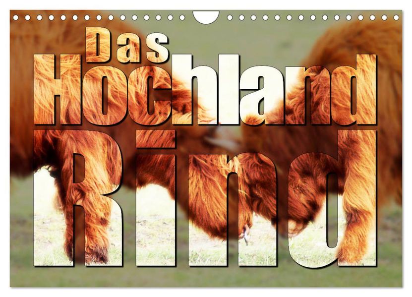 Das Hochlandrind (Wandkalender 2027 DIN A4 quer) CALVENDO Monatskalender