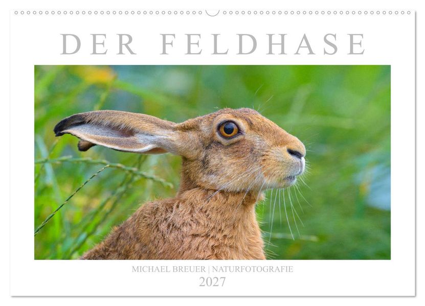 Der Feldhase (Wandkalender 2027 DIN A2 quer) CALVENDO Monatskalender