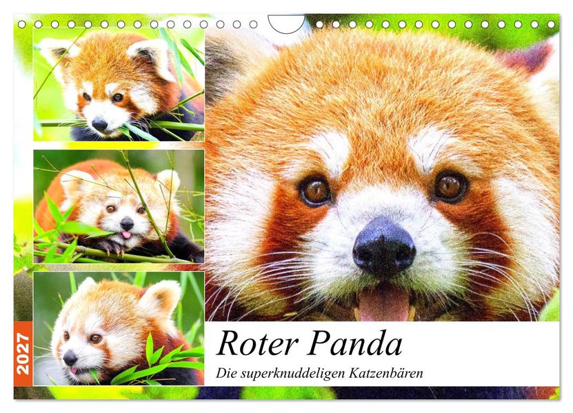 Roter Panda. Die superknuddeligen Katzenbären (Wandkalender 2027 DIN A4 quer) CALVENDO Monatskalender