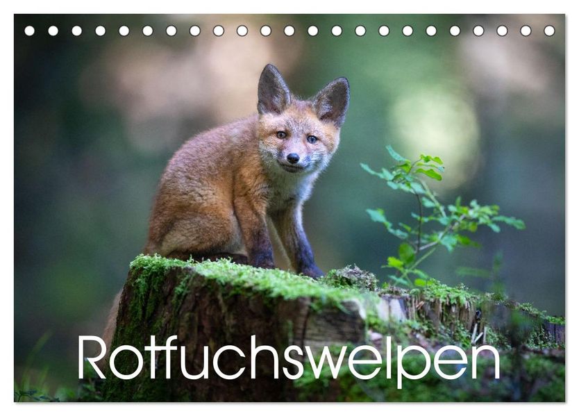 Rotfuchswelpen (Tischkalender 2027 DIN A5 quer) CALVENDO Monatskalender