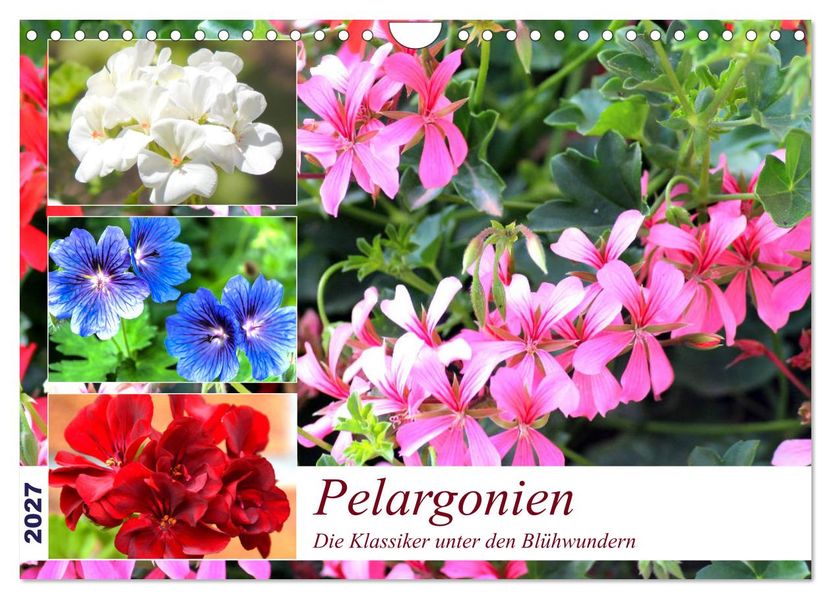 Pelargonien. Die Klassiker unter den Blühwundern (Wandkalender 2027 DIN A4 quer) CALVENDO Monatskalender