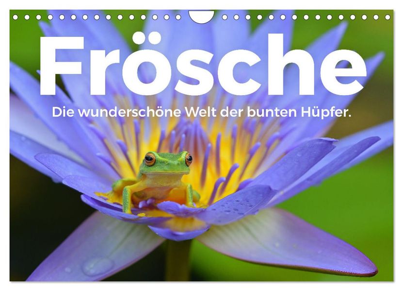 Frösche - Die wunderschöne Welt der bunten Hüpfer. (Wandkalender 2027 DIN A4 quer) CALVENDO Monatskalender