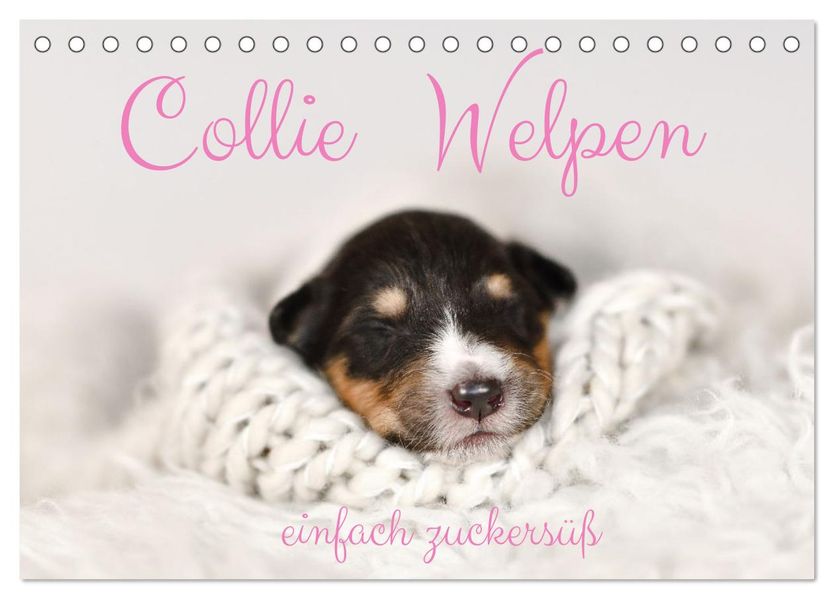 Collie Welpen einfach zuckersüß (Tischkalender 2027 DIN A5 quer) CALVENDO Monatskalender