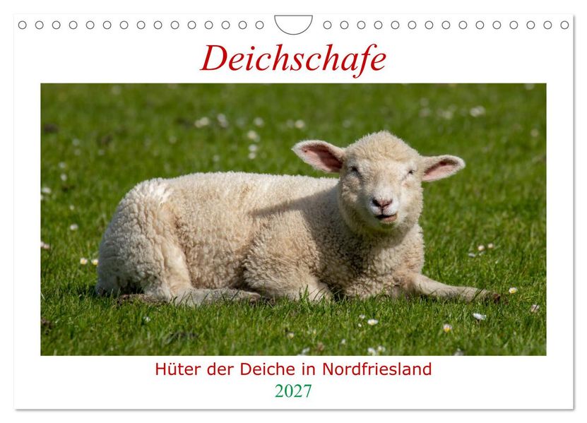 Deichschafe - Hüter der Deiche in Nordfriesland (Wandkalender 2027 DIN A4 quer) CALVENDO Monatskalender