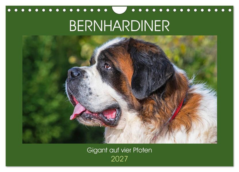 Bernhardiner - Gigant auf vier Pfoten (Wandkalender 2027 DIN A4 quer) CALVENDO Monatskalender