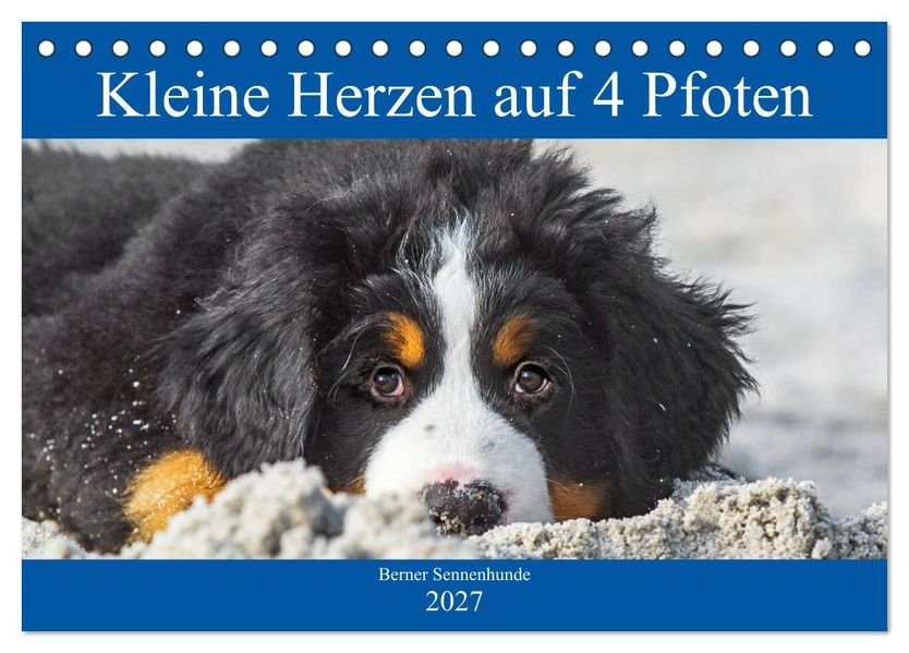 Kleine Herzen auf 4 Pfoten - Berner Sennenhunde (Tischkalender 2027 DIN A5 quer) CALVENDO Monatskalender