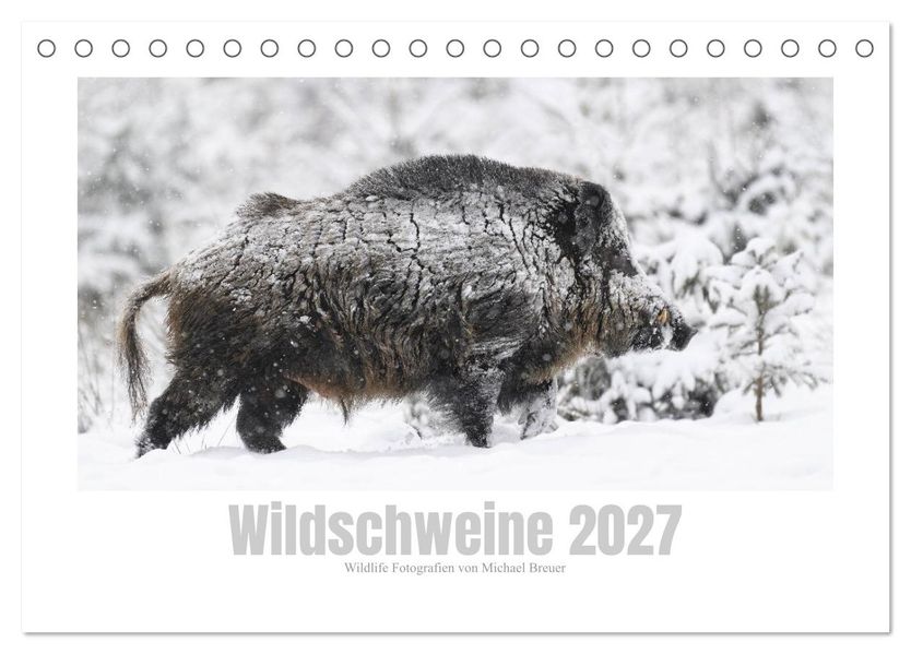 Wildschweine - Wildlife Fotografien (Tischkalender 2027 DIN A5 quer) CALVENDO Monatskalender