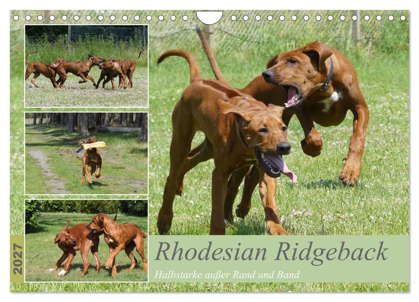 Rhodesian Ridgeback - Halbstarke außer Rand und Band (Wandkalender 2027 DIN A4 quer) CALVENDO Monatskalender