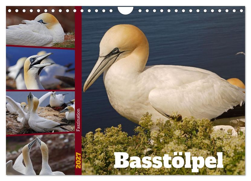Faszination Basstölpel (Wandkalender 2027 DIN A4 quer) CALVENDO Monatskalender