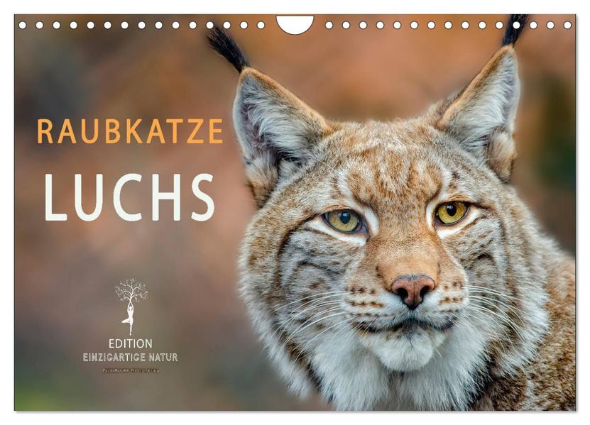 Raubkatze Luchs (Wandkalender 2027 DIN A4 quer) CALVENDO Monatskalender