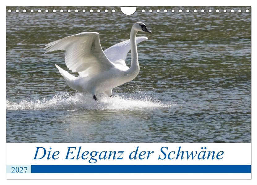 Die Eleganz der Schwäne (Wandkalender 2027 DIN A4 quer) CALVENDO Monatskalender