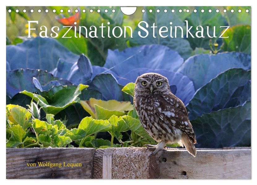 Faszination Steinkauz (Wandkalender 2027 DIN A4 quer) CALVENDO Monatskalender
