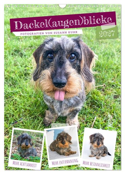 Dackel(augen)blicke (Wandkalender 2027 DIN A3 hoch) CALVENDO Monatskalender
