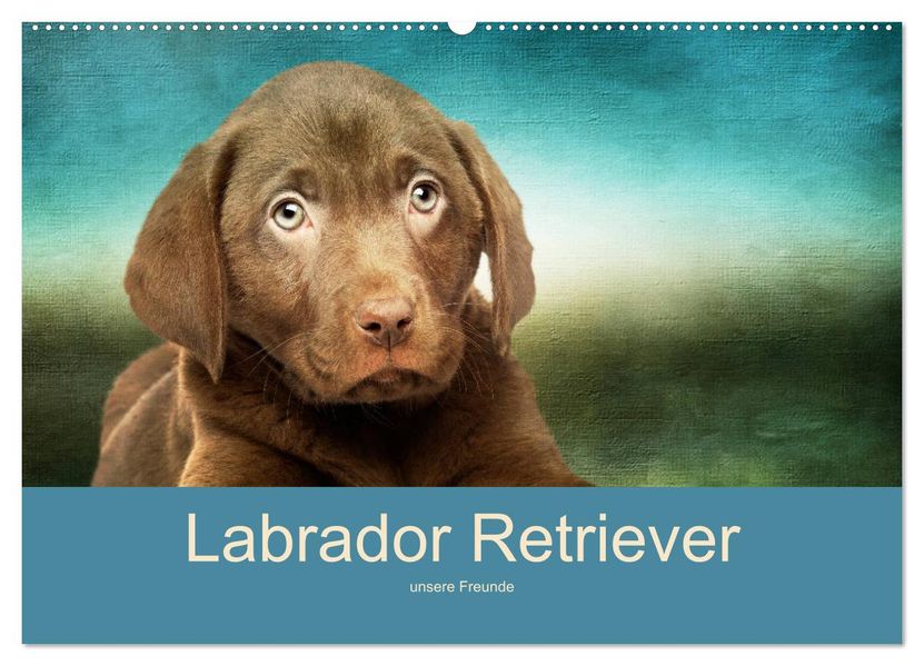Labrador Retriever unsere Freunde (Wandkalender 2027 DIN A2 quer) CALVENDO Monatskalender