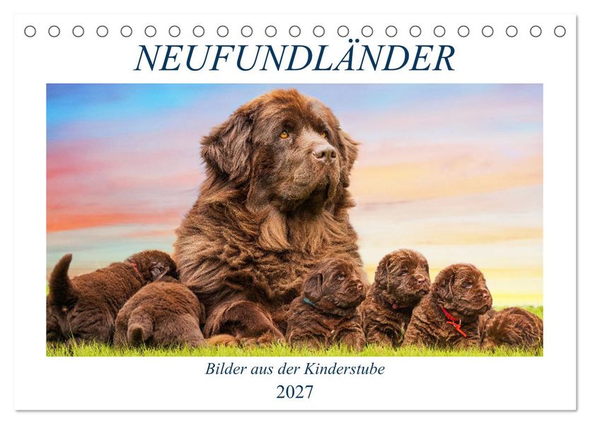 Neufundländer - Bilder aus der Kinderstube (Tischkalender 2027 DIN A5 quer) CALVENDO Monatskalender
