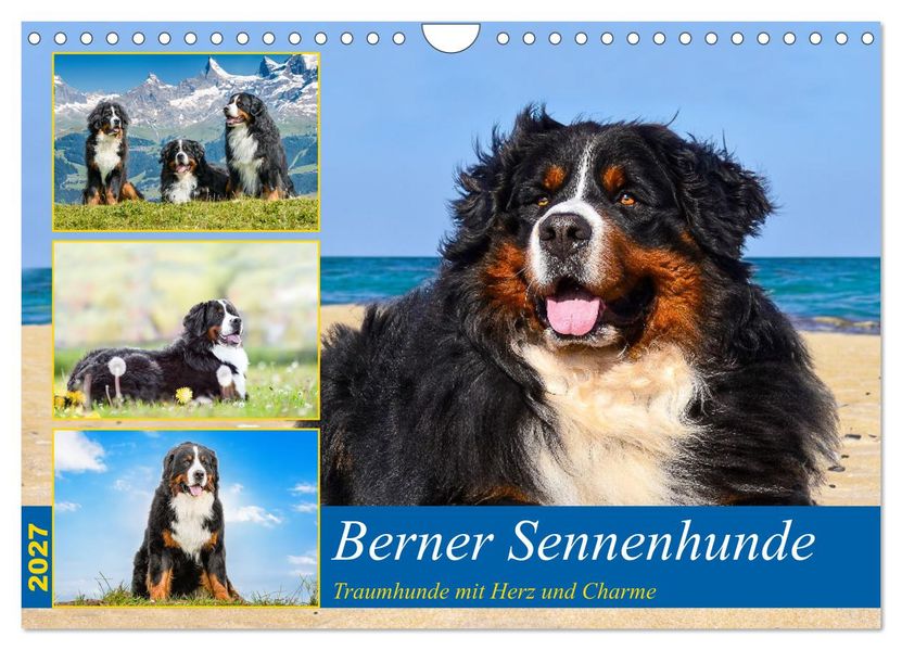 Berner Sennenhunde - Traumhunde mit Charme (Wandkalender 2027 DIN A4 quer) CALVENDO Monatskalender