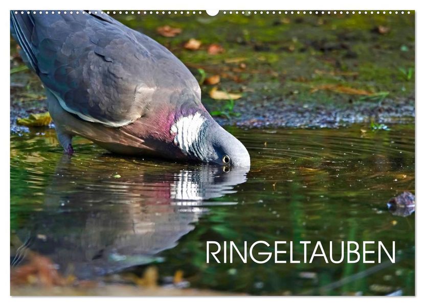 Ringeltauben (Wandkalender 2027 DIN A2 quer) CALVENDO Monatskalender