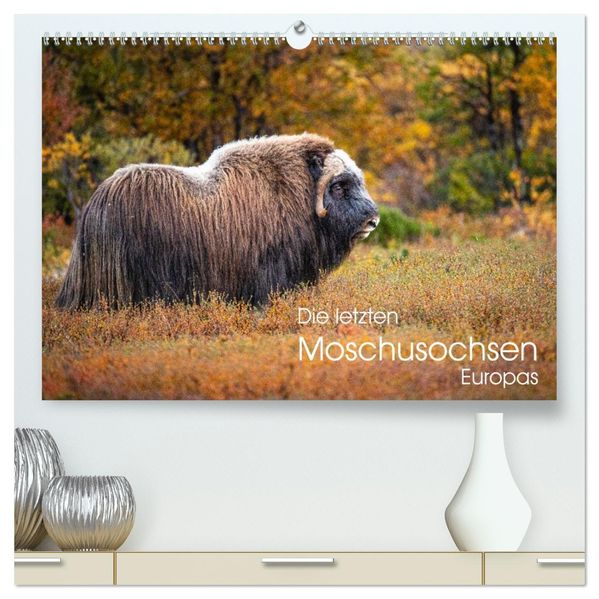 Die letzten Moschusochsen Europas (hochwertiger Premium Wandkalender 2027 DIN A2 quer) Kunstdruck in Hochglanz
