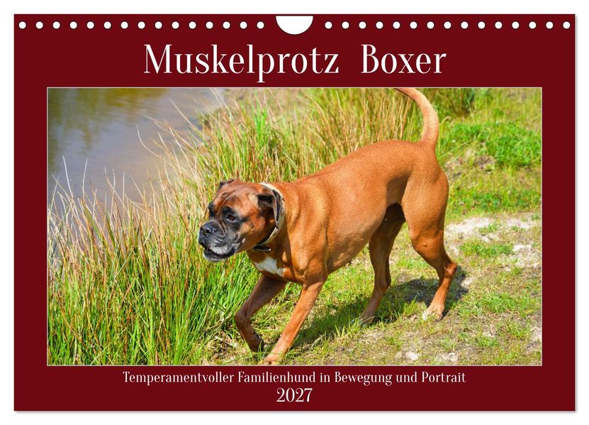 Muskelprotz Boxer (Wandkalender 2027 DIN A4 quer) CALVENDO Monatskalender