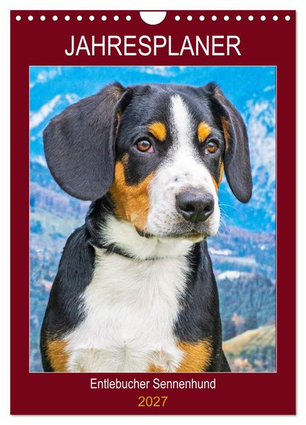 Jahresplaner Entlebucher Sennenhund (Wandkalender 2027 DIN A4 hoch) CALVENDO Monatskalender