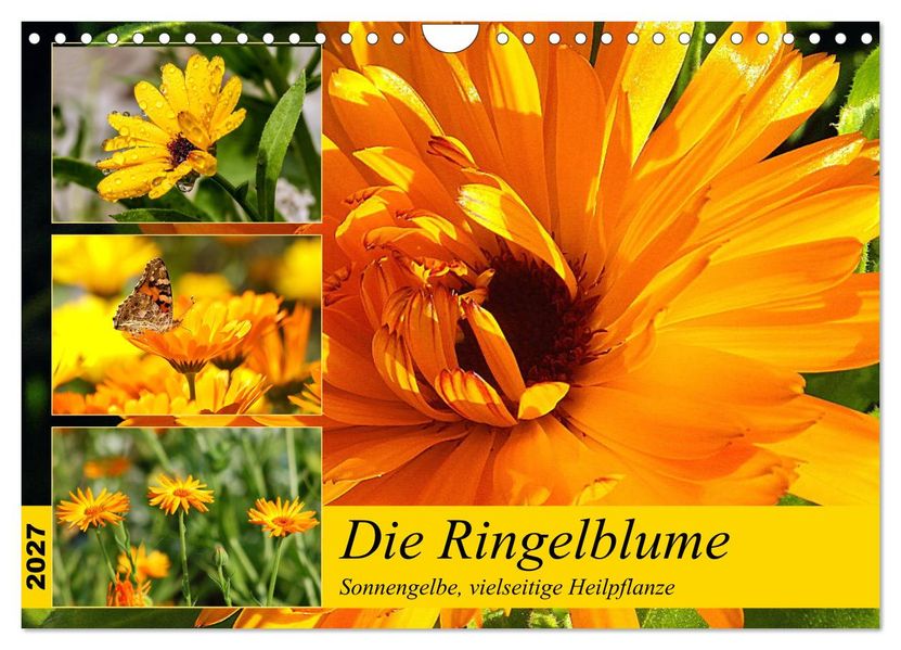 Die Ringelblume. Sonnengelbe vielseitige Heilpflanze (Wandkalender 2027 DIN A4 quer) CALVENDO Monatskalender