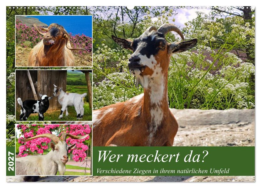 Wer meckert da? (Wandkalender 2027 DIN A2 quer) CALVENDO Monatskalender