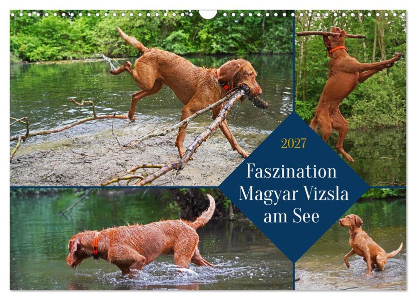 Faszination Magyar Vizsla am See (Wandkalender 2027 DIN A3 quer) CALVENDO Monatskalender