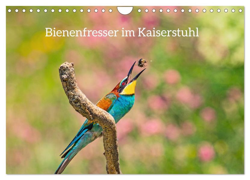Bienenfresser im Kaiserstuhl (Wandkalender 2027 DIN A4 quer) CALVENDO Monatskalender