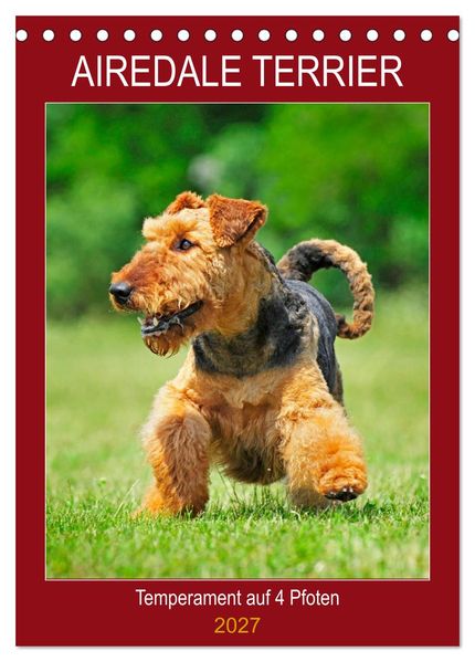 Airedale Terrier - Temperament auf 4 Pfoten (Tischkalender 2027 DIN A5 hoch) CALVENDO Monatskalender