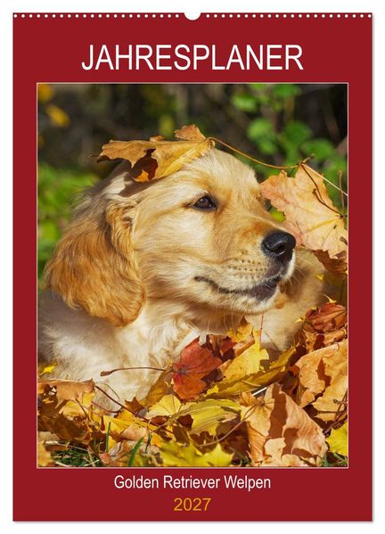 Jahresplaner Golden Retriever Welpen (Wandkalender 2027 DIN A2 hoch) CALVENDO Monatskalender