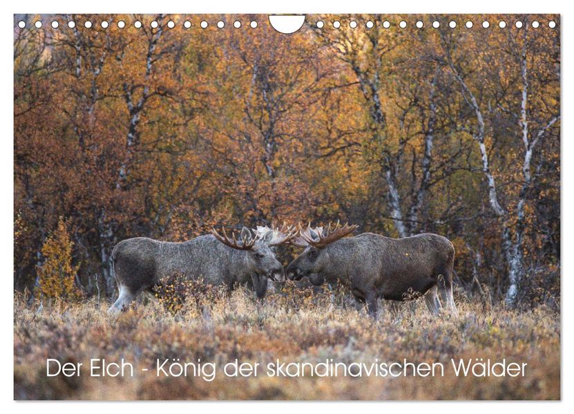 Der Elch - König der skandinavischen Wälder (Wandkalender 2027 DIN A4 quer) CALVENDO Monatskalender