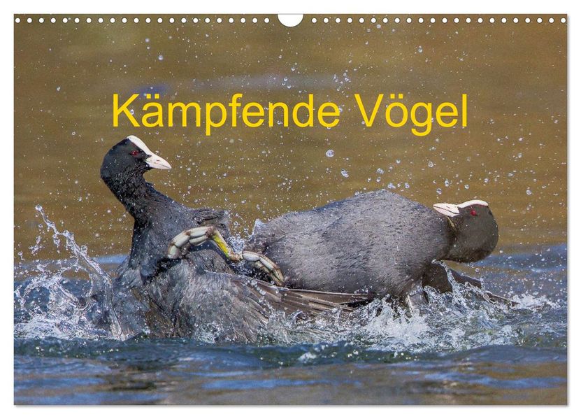 Kämpfende Vögel (Wandkalender 2027 DIN A3 quer) CALVENDO Monatskalender
