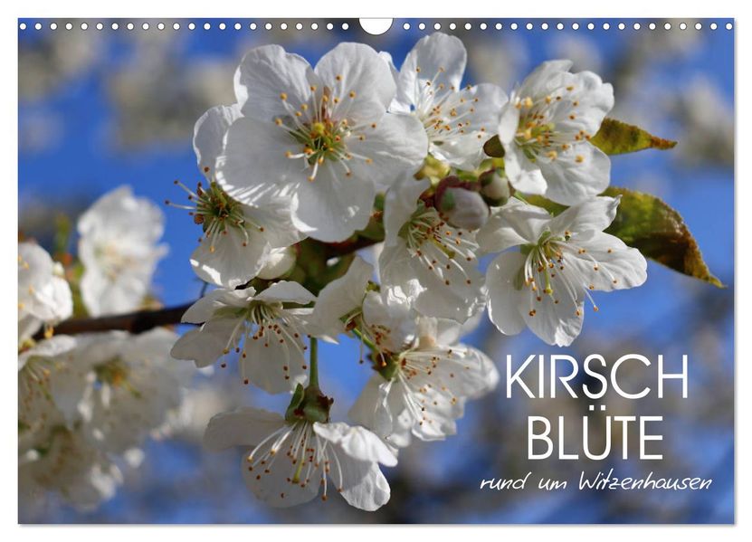 Kirschblüte rund um Witzenhausen (Wandkalender 2027 DIN A3 quer) CALVENDO Monatskalender