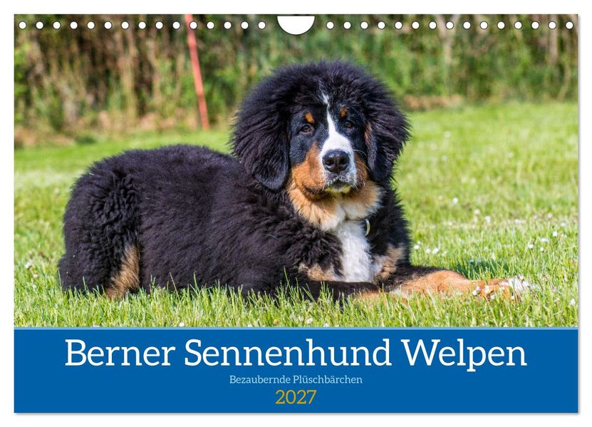 Berner Sennenhund Welpen - Bezaubernde Plüschbärchen (Wandkalender 2027 DIN A4 quer) CALVENDO Monatskalender