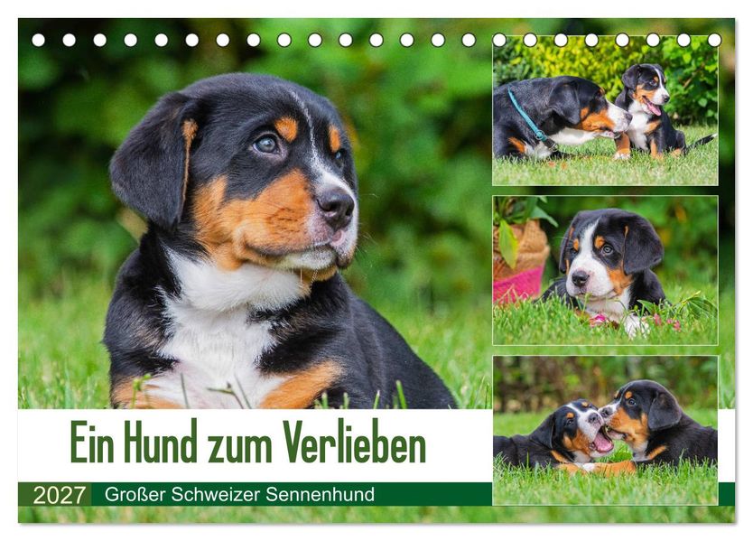 Ein Hund zum Verlieben - Großer Schweizer Sennenhund (Tischkalender 2027 DIN A5 quer) CALVENDO Monatskalender