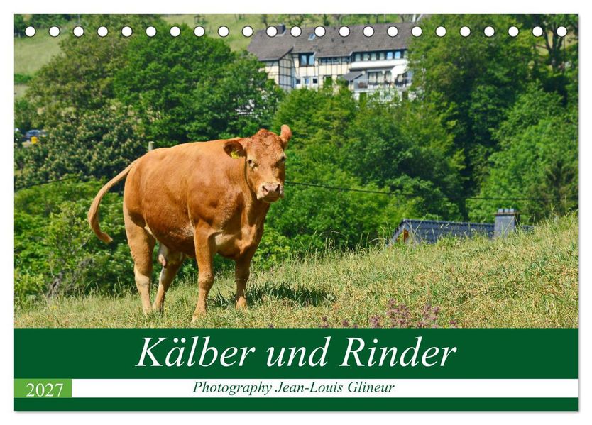 Kälber und Rinder (Tischkalender 2027 DIN A5 quer) CALVENDO Monatskalender