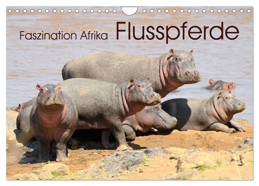 Faszination Afrika: Flusspferde (Wandkalender 2027 DIN A4 quer) CALVENDO Monatskalender