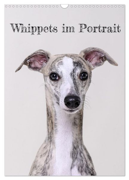 Whippets im Portrait (Wandkalender 2027 DIN A3 hoch) CALVENDO Monatskalender