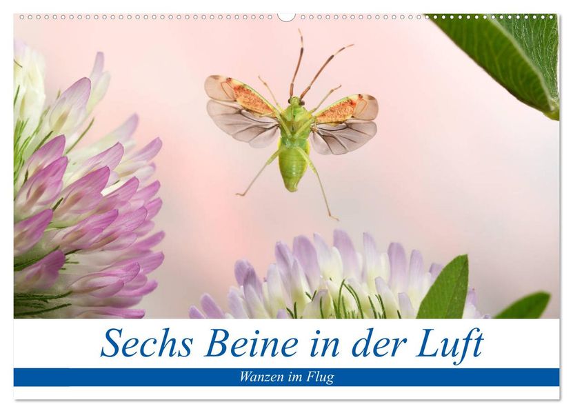 Sechs Beine in der Luft - Wanzen im Flug (Wandkalender 2027 DIN A2 quer) CALVENDO Monatskalender