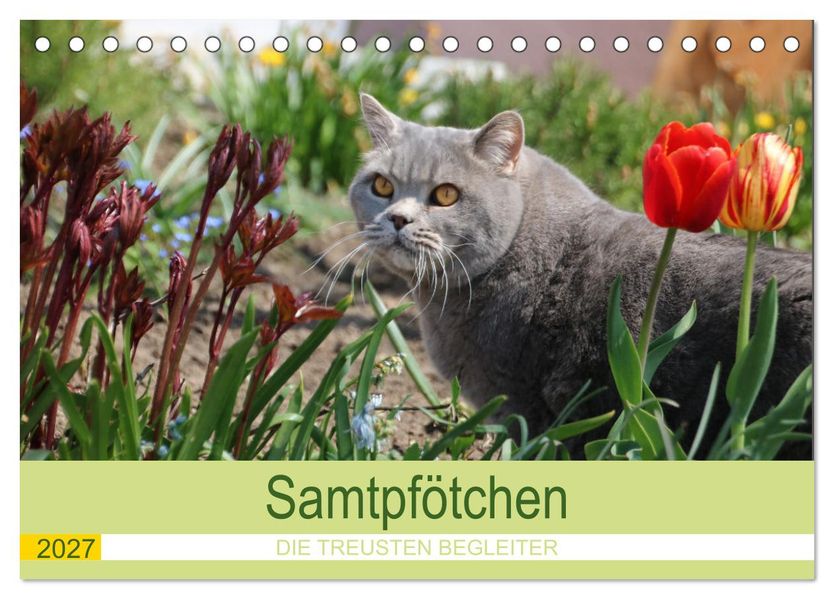 Samtpfötchen - Die treusten Begleiter 2027 (Tischkalender 2027 DIN A5 quer) CALVENDO Monatskalender