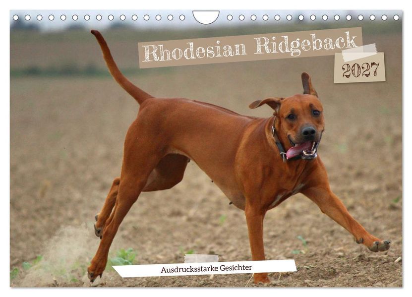 Rhodesian Ridgeback - Ausdrucksstarke Gesichter (Wandkalender 2027 DIN A4 quer) CALVENDO Monatskalender