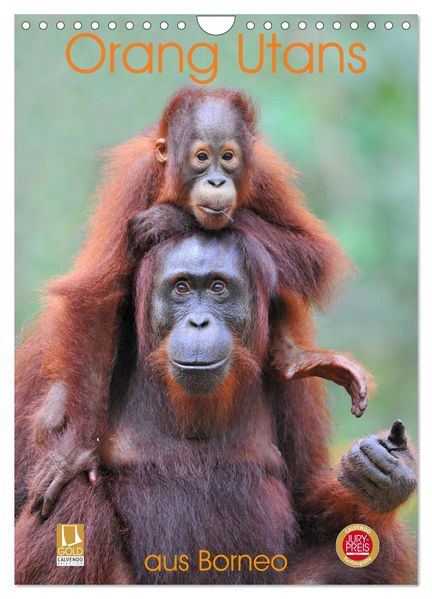 Orang Utans aus Borneo (Wandkalender 2027 DIN A4 hoch) CALVENDO Monatskalender