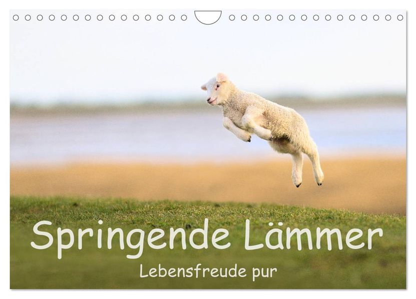 Springende Lämmer: Lebensfreude pur (Wandkalender 2027 DIN A4 quer) CALVENDO Monatskalender