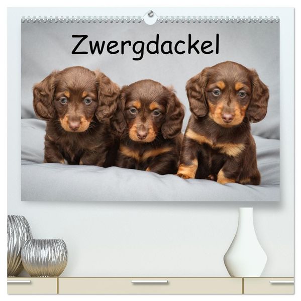 Zwergdackel von Kadi (hochwertiger Premium Wandkalender 2027 DIN A2 quer) Kunstdruck in Hochglanz