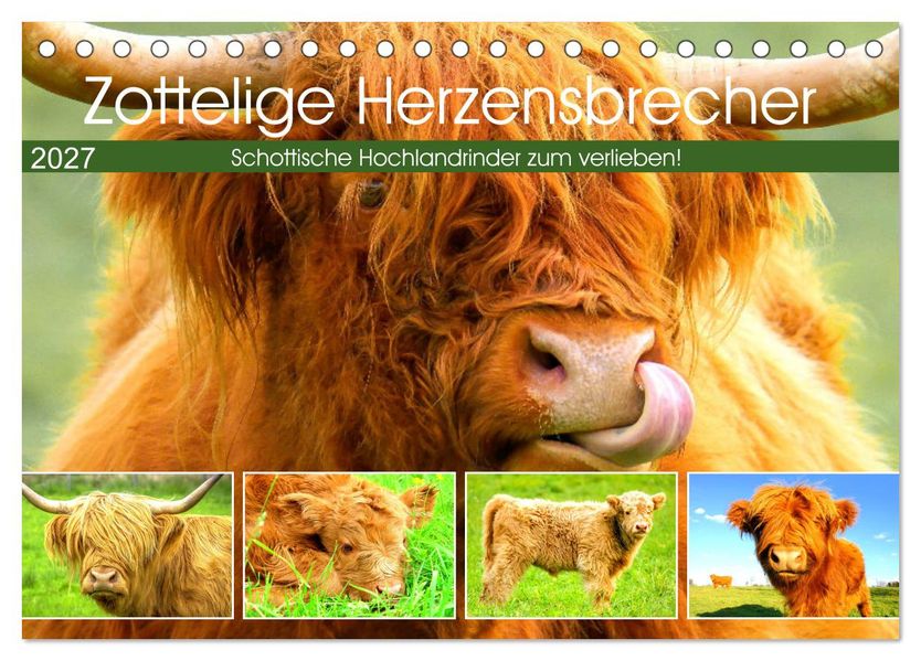 Zottelige Herzensbrecher. Schottische Hochlandrinder zum Verlieben (Tischkalender 2027 DIN A5 quer) CALVENDO Monatskalender