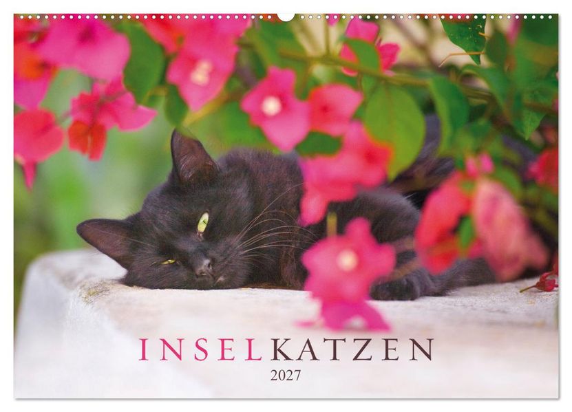 Inselkatzen (Wandkalender 2027 DIN A2 quer) CALVENDO Monatskalender