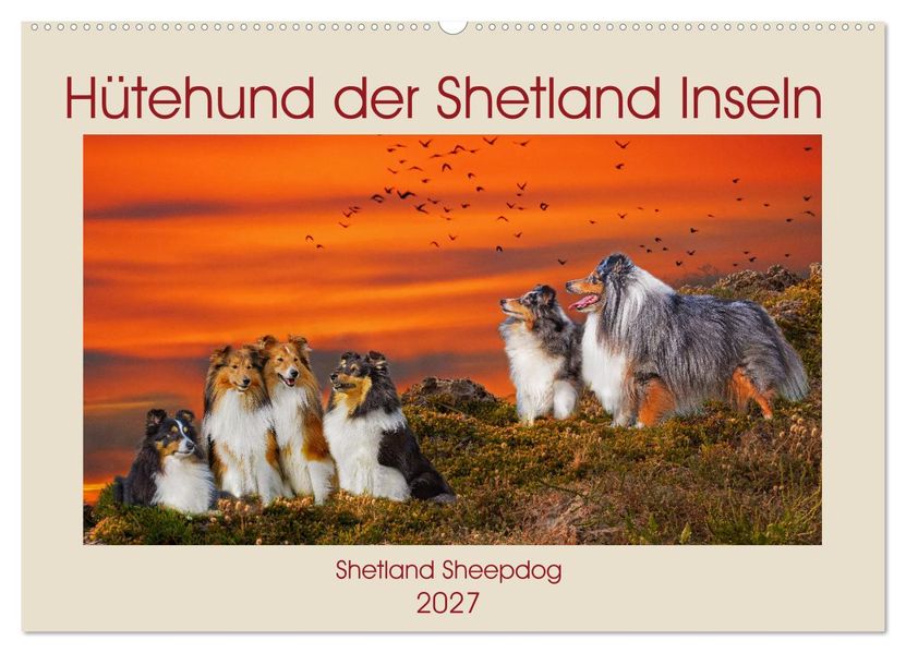 Hütehund der Shetland Inseln - Shetland Sheepdog (Wandkalender 2027 DIN A2 quer) CALVENDO Monatskalender