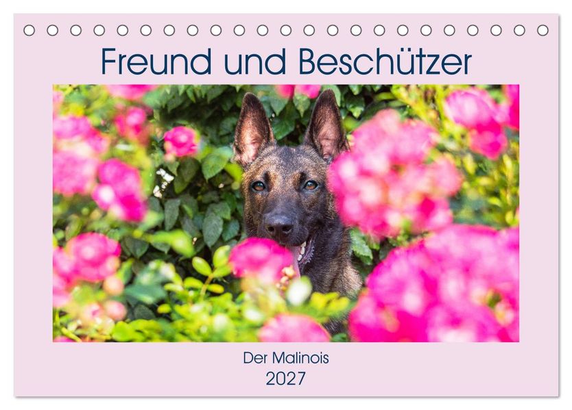 Freund und Beschützer - Der Malinois (Tischkalender 2027 DIN A5 quer) CALVENDO Monatskalender